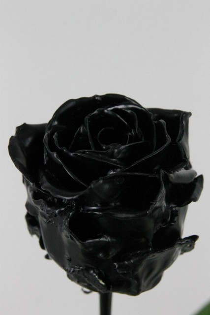 Rose Bg Dyed Waxed Black 60cm X10