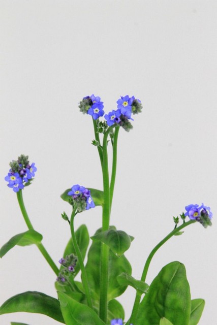 Myosotis Blue 40cm