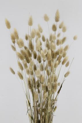 Lagurus
