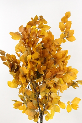 Beech Prepared Dyed Yellow 70cm 150g