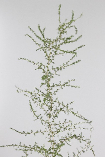 Asparagus Selvatico 120cm