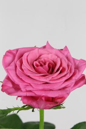 Rose Bg Kiss Me Kate 70cm X10