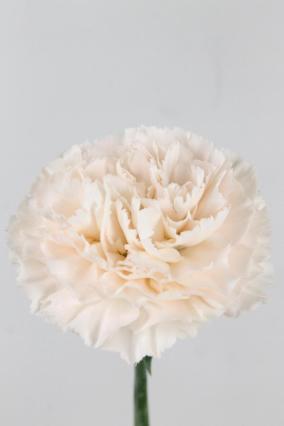 Carnation St Brut 70cm Co