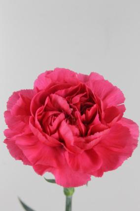 Carnation St Oviedo 70cm