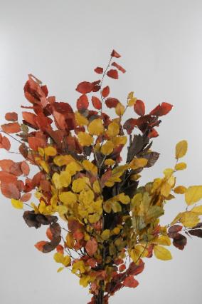 Beech Prepared Dyed Autumn 70cm 150g