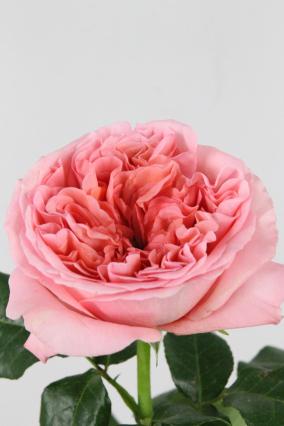 Rose Ec Pink Xpression 60cm