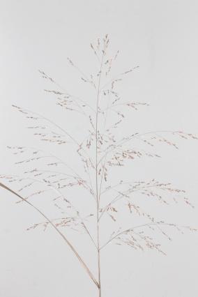 Ornamental Grass Dyed Champagne 90cm