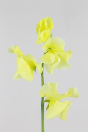 Lathyrus Dyed Yellow 35cm