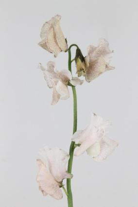 Lathyrus Parfum Dyed Bronze 35cm
