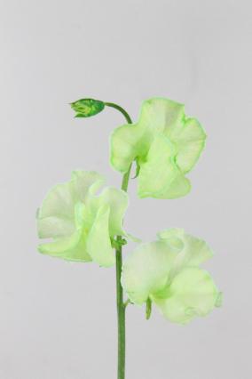 Lathyrus Parfum Dyed Green 35cm