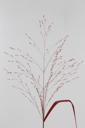 Panicum Dyed Red 90cm