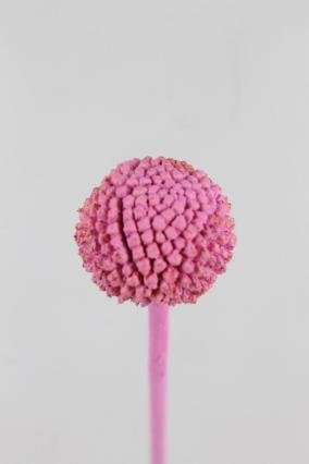 Craspedia Dyed Pink 60cm