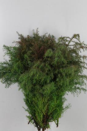 Cryptomaria Jap Elegance Per Bunch