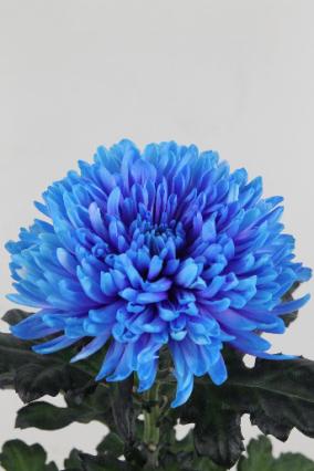Chrys Bl Antonov Dyed Blue Lagoon