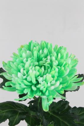 Chrys Bl Antonov Dyed Double Mint