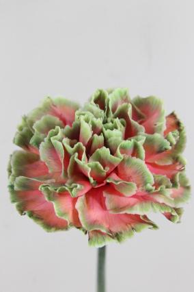Carnation St Dyed Bubblicious