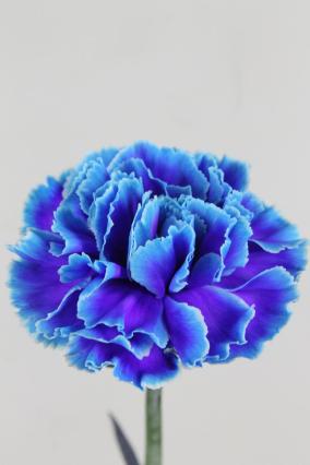 Carnation St Dyed Blue Lagoon