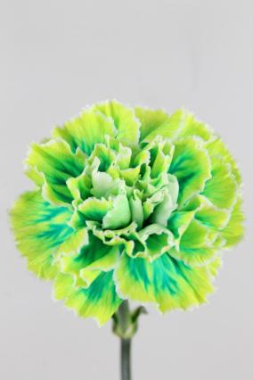 Carnation St Dyed Brazil