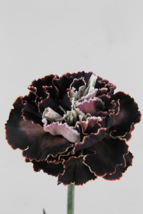 Carnation St Dyed Black