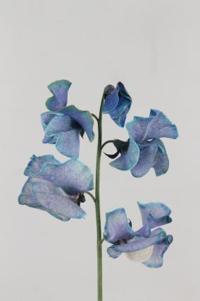 Lathyrus Dyed Blue Magic 35cm