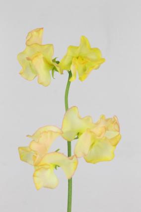 Lathyrus Dyed Sunrise Magic 35cm