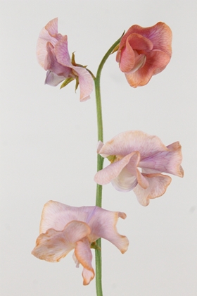 Lathyrus Dyed Lavendel Magic 35cm