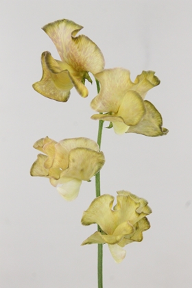 Lathyrus Dyed Autumn Magic 35cm