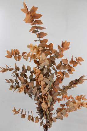 Eucalyptus Stuartina Freeze-dried Orange