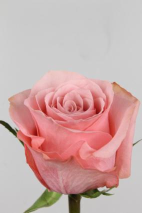 Rose Ec Be Sweet 60cm
