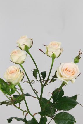 Rose Spr Pinky Promise 60cm X10