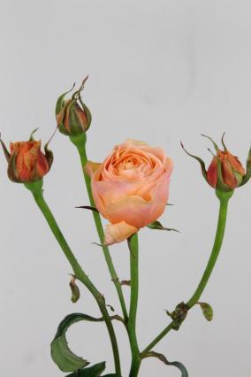 Rose Spr Keijsers Coral 60cm X10