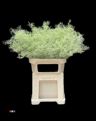 Limonium Beltaard Dyed Mint 90cm