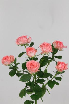 Rose Spr First Date 60cm X10