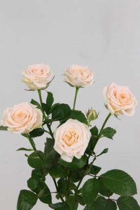 Rose Spr Morning Star 60cm X10