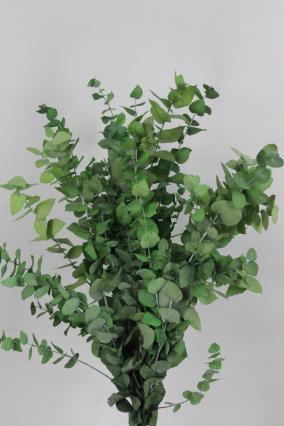 Eucalyptus Stuartina Freeze-dried Green