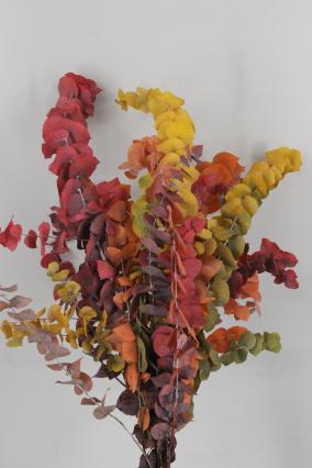 Eucalyptus Stuartina Freeze-dried Autumn 150g 65cm