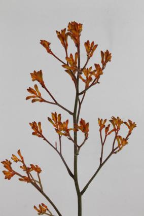 Anigozanthos Orange Fever 80cm