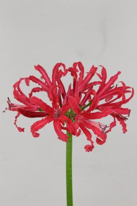 Nerine Desi Artistic 90cm