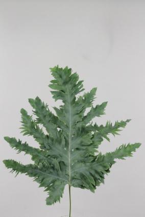 Phlebodium Davana 60cm
