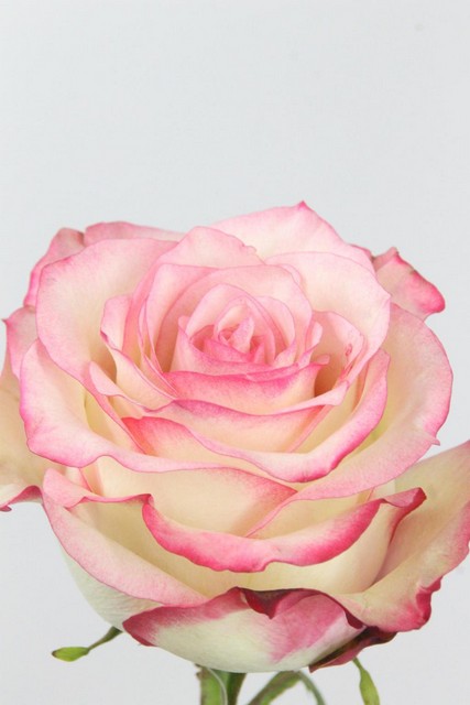 Rose Ec Paloma 60cm