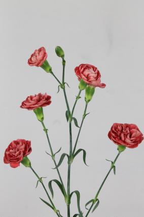 Carnation Spr Miss Trendy 60cm