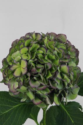 Hydrangea Elbtal Classic Old Blue 80cm Ø16-20cm