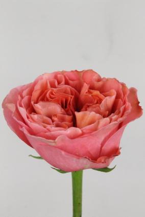 Rose Ec Candy Xpression 60cm