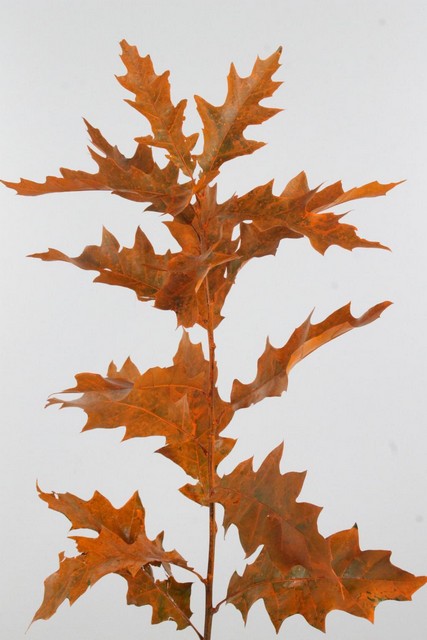 Oakleaves Rubra Dyed Orange 80cm