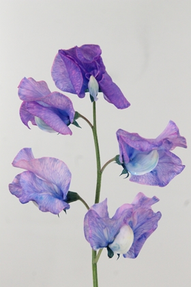 Lathyrus Dyed Purple Magic 35cm