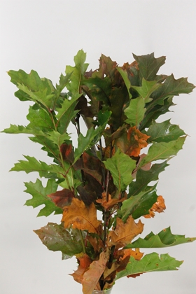Oakleaves Rubra Green Red 80cm