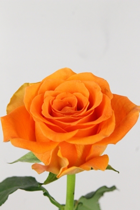 Rose Bg On Fire 60cm X10