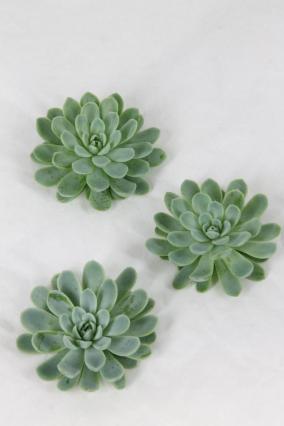 Echeveria Zonnestraal X12 12-15CM