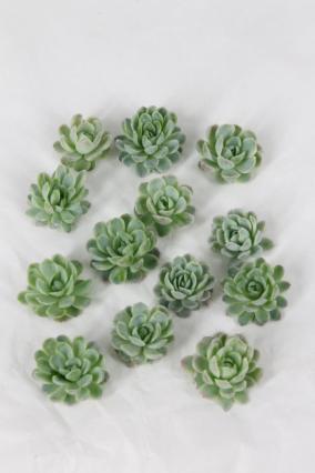 Echeveria Zonnestraal X50 5,5CM