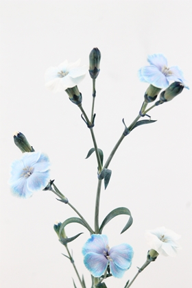 Carnation Spr Dyed Solomio Mystery Blue 60cm